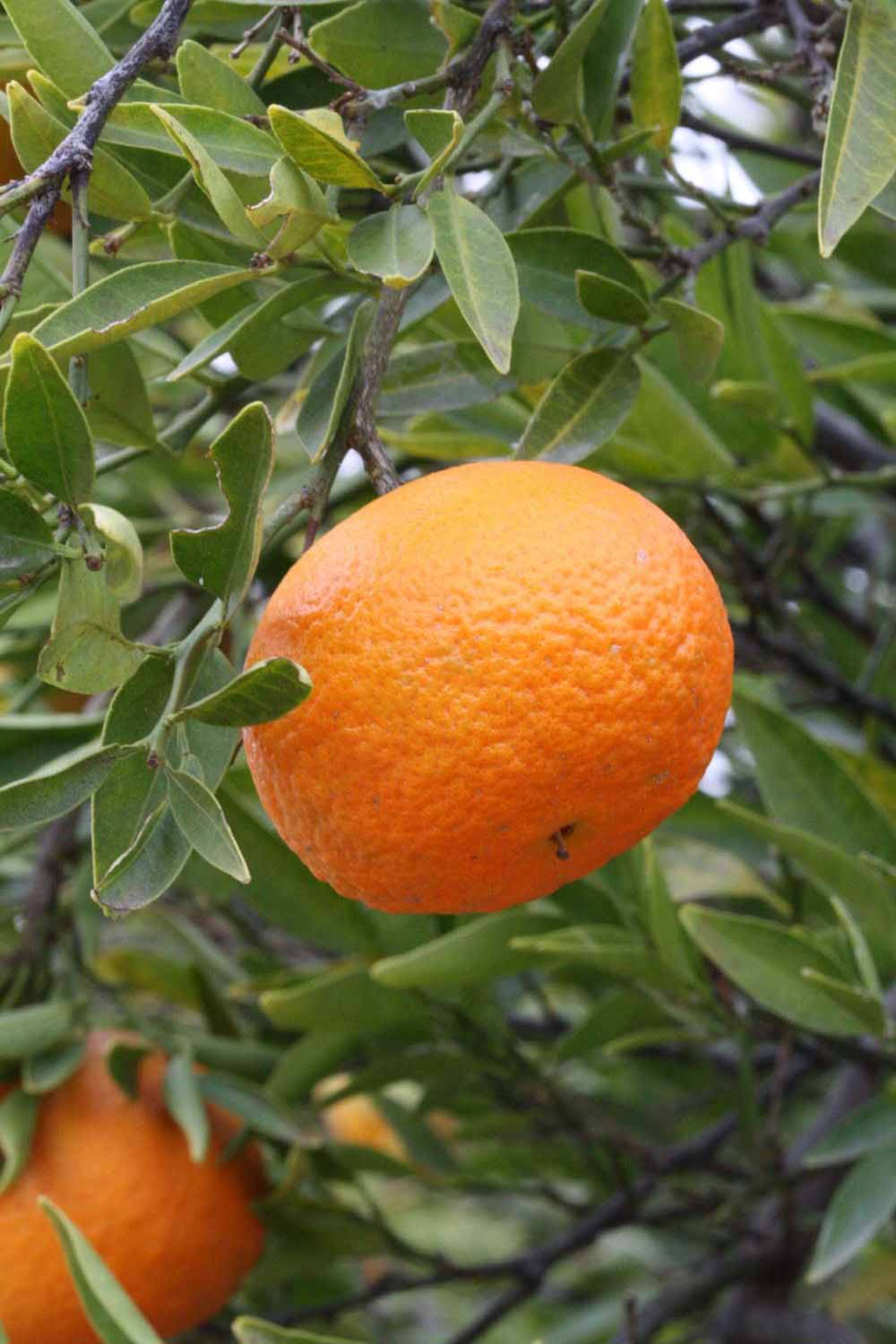            Fruit (Riverside, CA)   